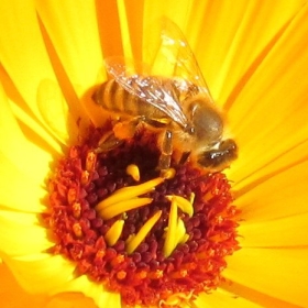 Pčelinja čarolija