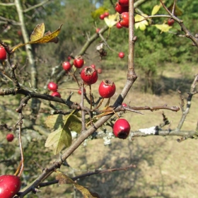 Boje jeseni