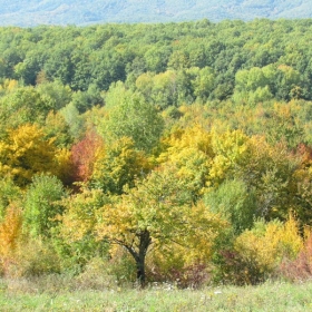 Boje jeseni