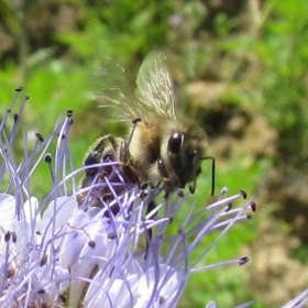Pčelinja čarolija