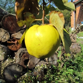 Boje jeseni