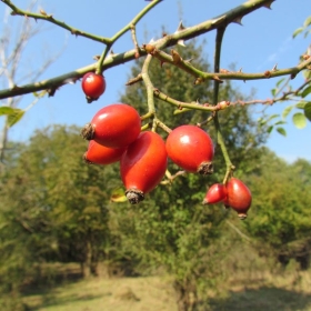 Boje jeseni